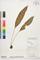 登錄號:P022669藏品圖，第1張