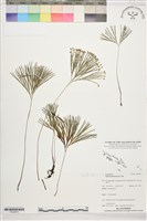 分枝莎草蕨藏品圖，第1張