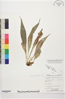 登錄號:P022671藏品圖，第1張