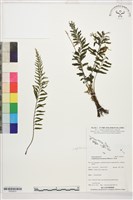 菲律賓厚葉蕨藏品圖，第1張