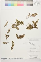 登錄號:P022675藏品圖，第1張