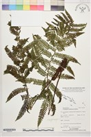 登錄號:P022676藏品圖，第1張