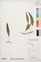 登錄號:P022677藏品圖，第1張