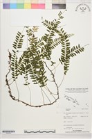 登錄號:P022678藏品圖，第1張