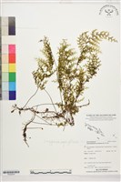 登錄號:P022679藏品圖，第1張