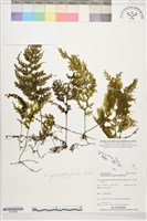 登錄號:P022680藏品圖，第1張