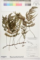 登錄號:P022681藏品圖，第1張