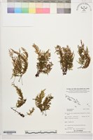 登錄號:P022682藏品圖，第1張