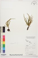 登錄號:P022696藏品圖，第1張