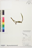 登錄號:P022698藏品圖，第1張