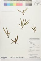 登錄號:P022699藏品圖，第1張