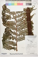 登錄號:P022700藏品圖，第1張