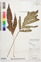 登錄號:P022701藏品圖，第1張