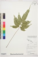 登錄號:P022702藏品圖，第1張