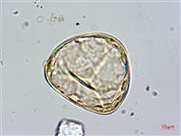 鬼桫欏藏品圖，第2張