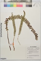 芽胞耳蕨、芽孢耳蕨藏品圖，第1張