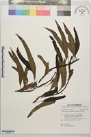 波氏星蕨藏品圖，第1張