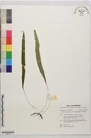 鱗瓦葦、長柄瓦葦藏品圖，第1張
