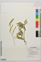 石松藏品圖，第1張