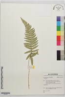 登錄號:P022794藏品圖，第1張