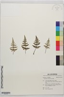 粉背蕨藏品圖，第1張