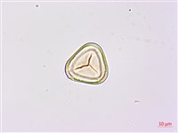 南洋桫欏藏品圖，第2張