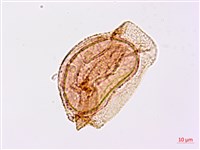 日本狗脊蕨藏品圖，第1張