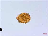 細裂羽節蕨藏品圖，第3張