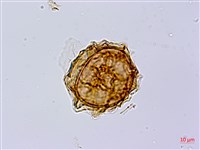 岩蕨藏品圖，第1張