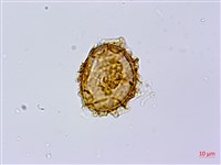 岩蕨藏品圖，第2張