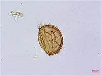 岩蕨藏品圖，第3張