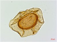 密腺蹄蓋蕨藏品圖，第1張