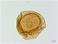 密腺蹄蓋蕨藏品圖，第3張