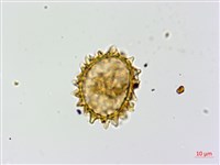 亞蹄蓋蕨藏品圖，第2張