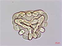 金狗毛蕨藏品圖，第1張