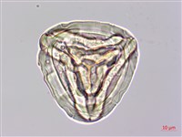 金狗毛蕨藏品圖，第2張