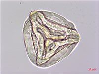 金狗毛蕨藏品圖，第3張