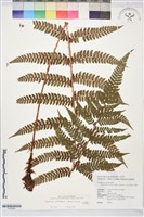 二尖耳蕨藏品圖，第1張