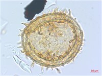 單葉雙蓋蕨藏品圖，第2張