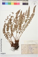 麗江耳蕨藏品圖，第1張