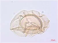 川上氏雙蓋蕨藏品圖，第3張