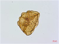 登錄號:P024765藏品圖，第1張