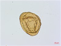 登錄號:P024765藏品圖，第2張