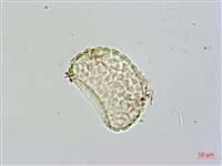 大葉骨碎補、台灣骨碎補、骨碎補藏品圖，第2張