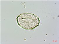 大葉骨碎補、台灣骨碎補、骨碎補藏品圖，第3張