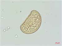 廣葉深山雙蓋蕨藏品圖，第1張