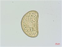 廣葉深山雙蓋蕨藏品圖，第2張