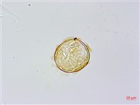 烏毛蕨藏品圖，第1張