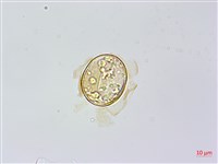 烏毛蕨藏品圖，第2張