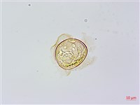 烏毛蕨藏品圖，第3張